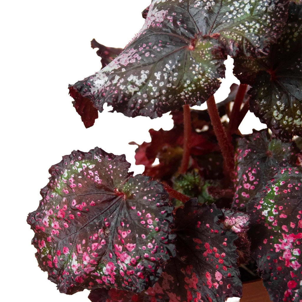 Begonia 'Rex' - 4 Pack Variety-4" Pot