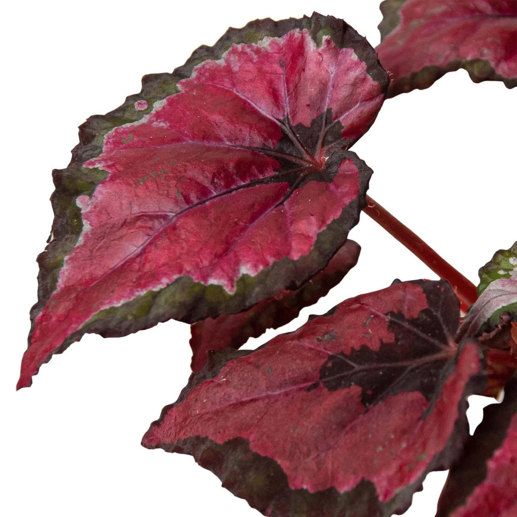 Begonia 'Rex' - 4 Pack Variety-4" Pot