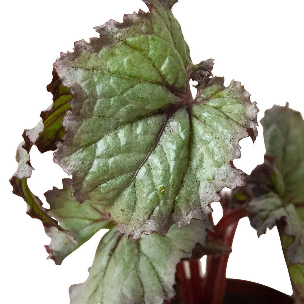 Begonia 'Rex' - 4 Pack Variety-4" Pot