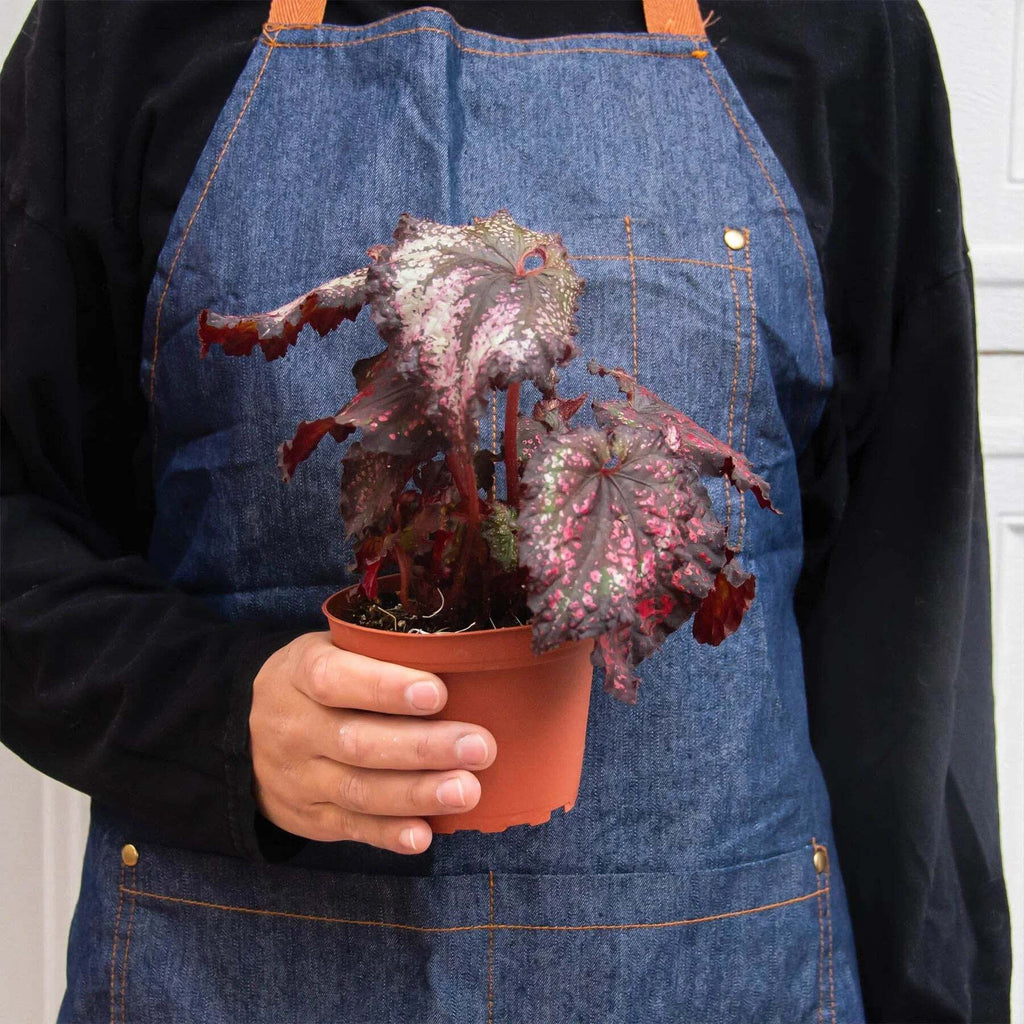 Begonia 'Rex' - 4 Pack Variety-4" Pot