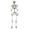 5.4 Feet Halloween Skeleton Life Size Realistic Full Body Hanging