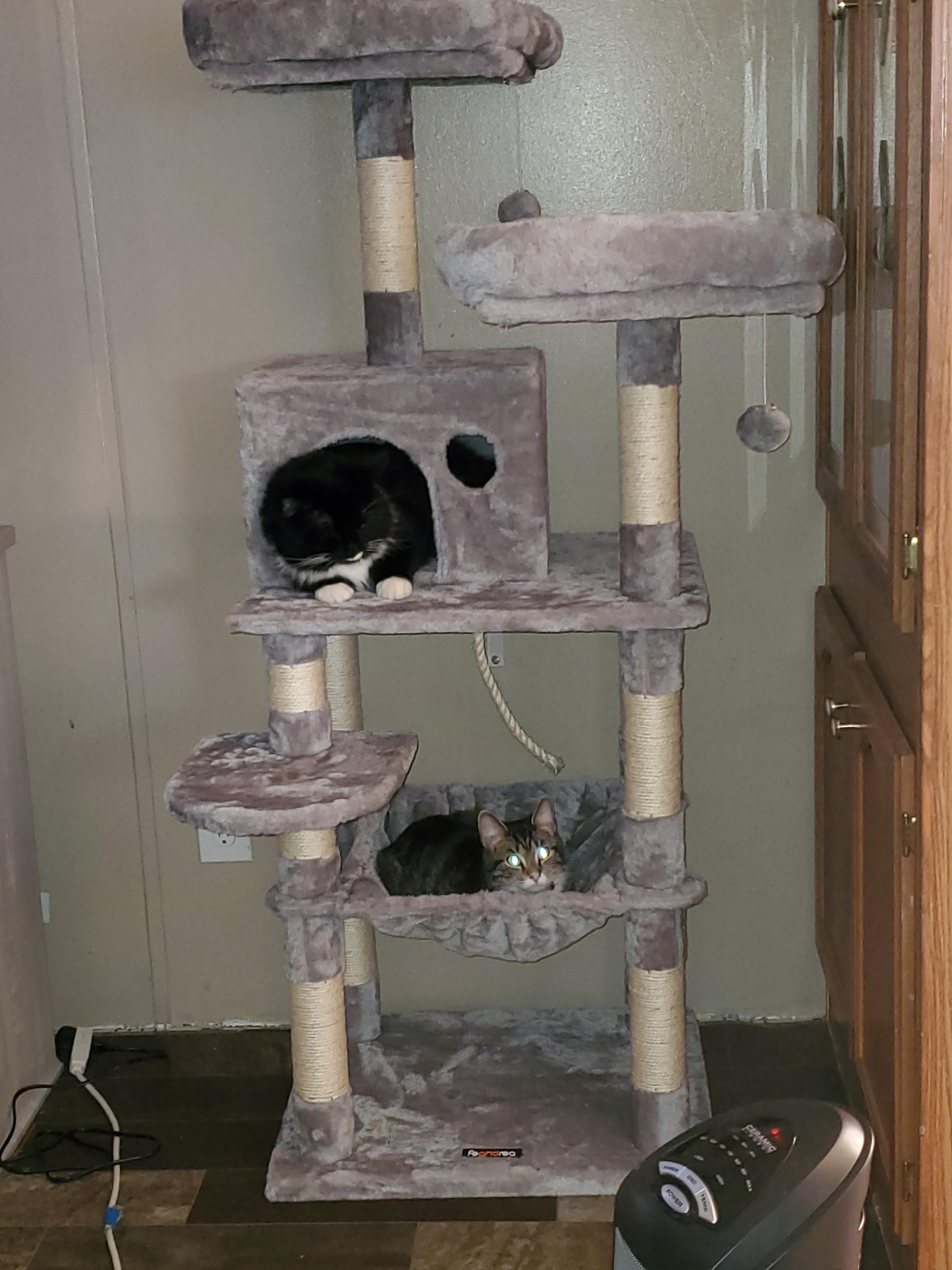 Cat Tree with Sisal-Covered Scratching Posts | Plush Perches | 55" Multi-Level