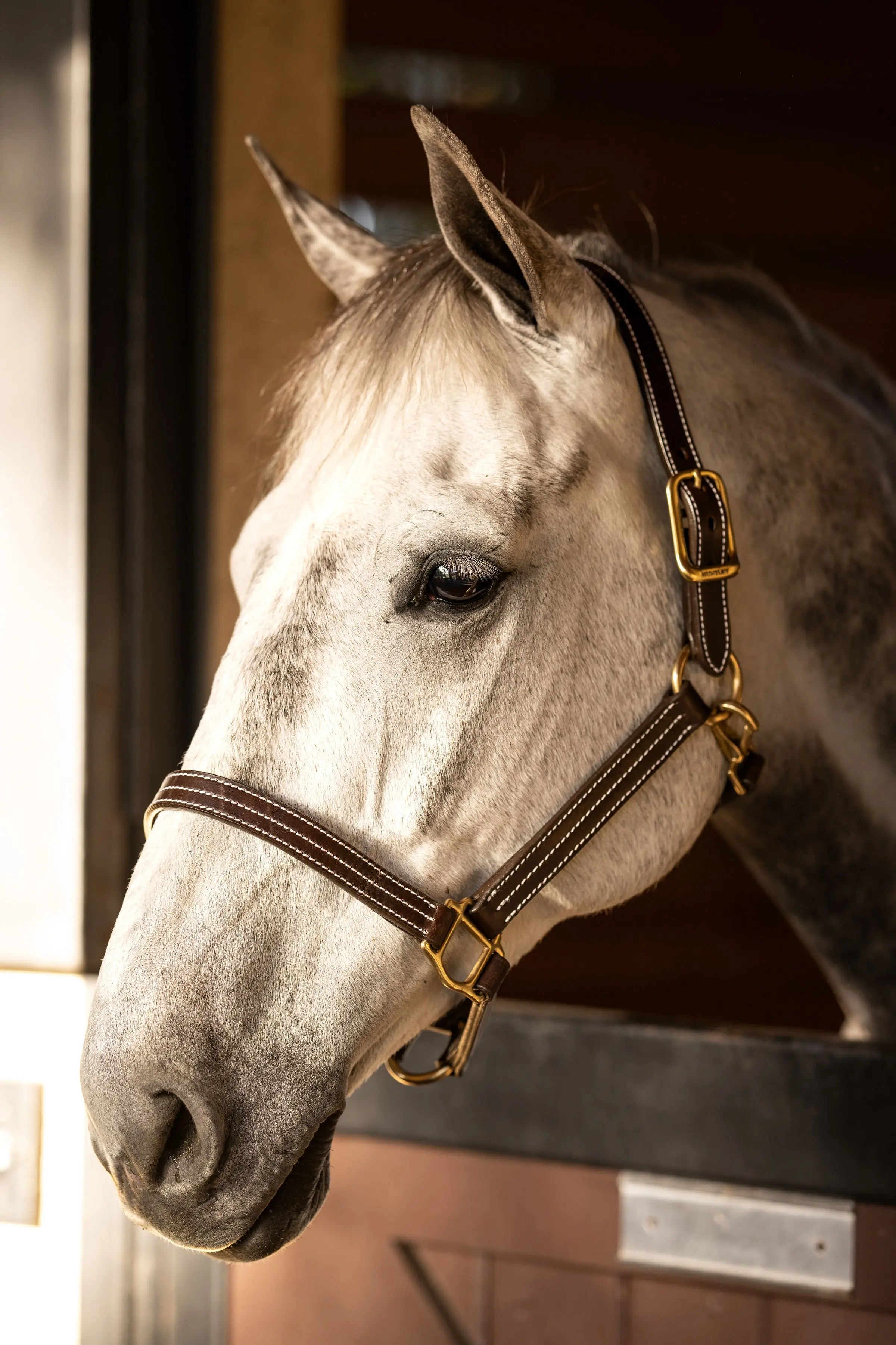 Huntley Equestrian Premium Leather Triple Stitched Halter with Snap