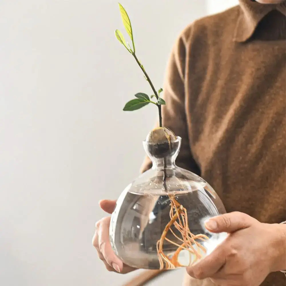 Clear glass avocado seed starter hydroponic vase for kitchen windowsills