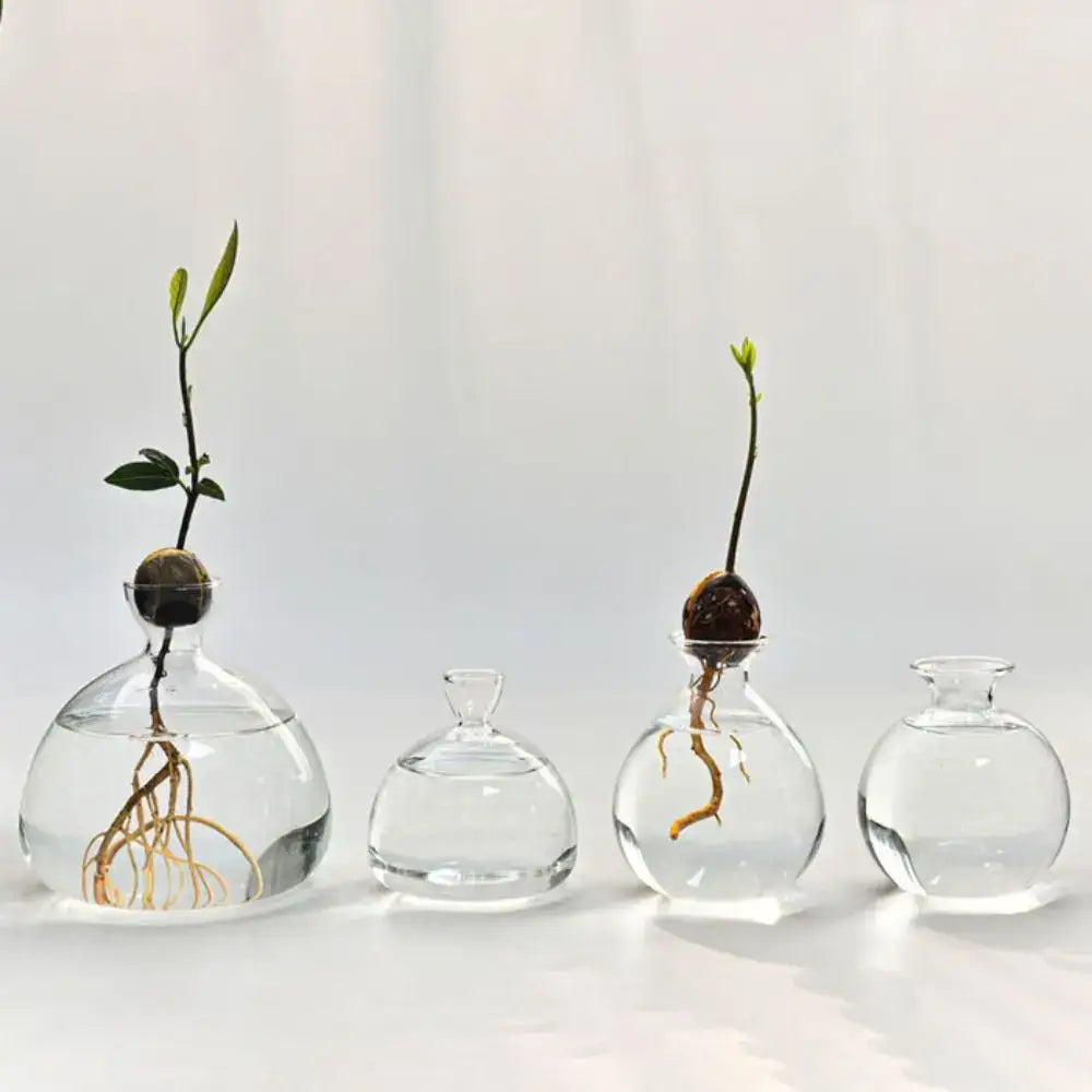 Clear glass avocado seed starter hydroponic vase for kitchen windowsills