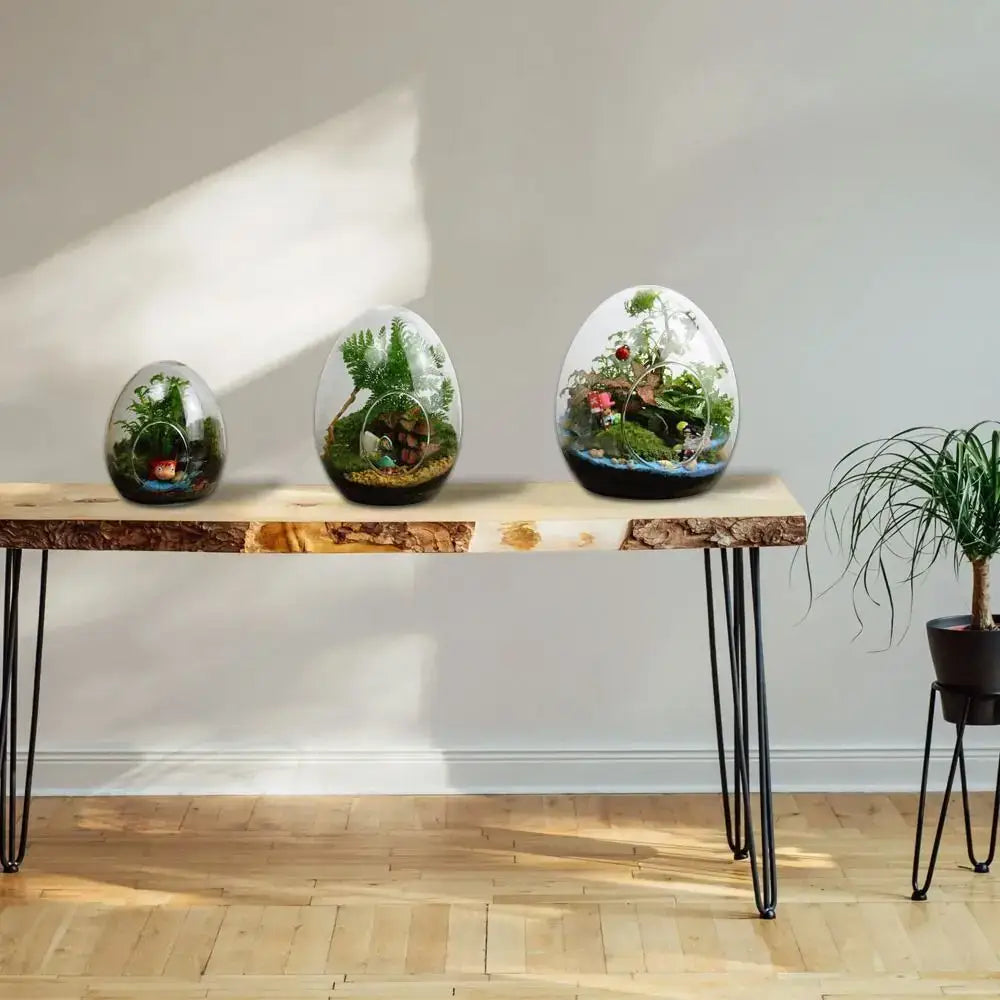 High quality glass egg-shaped terrarium set for living room decor