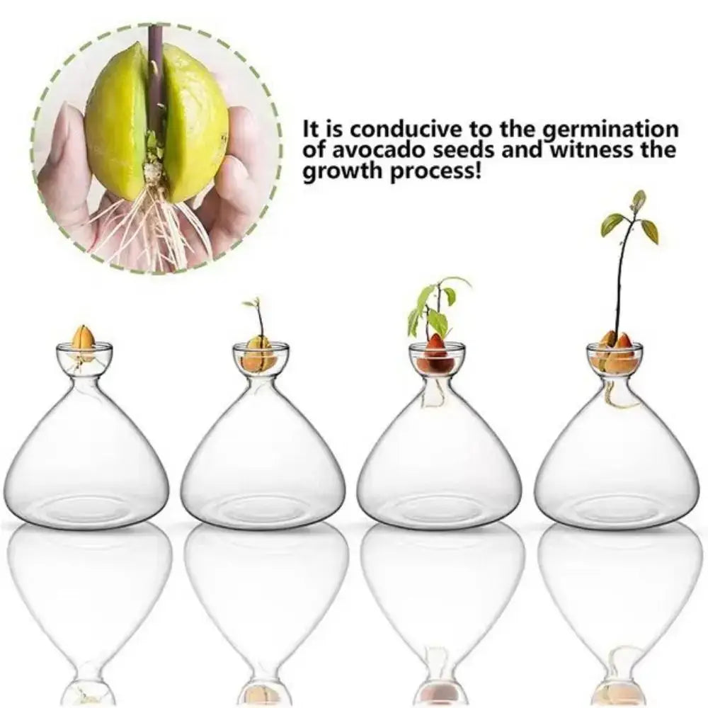 Clear glass hydroponic avocado starter kit kitchen decor growing vase