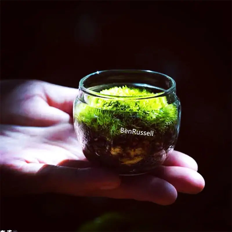 Mini moss glass vase terrarium with landscape moss for living room