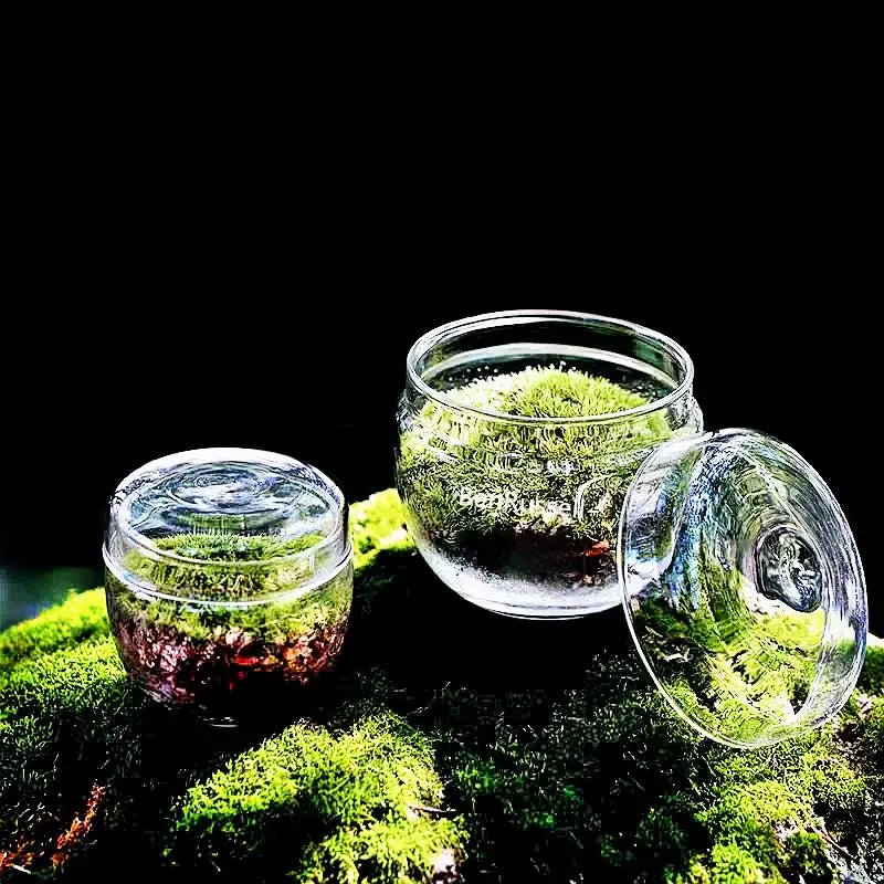Mini moss glass vase terrarium with landscape moss for living room