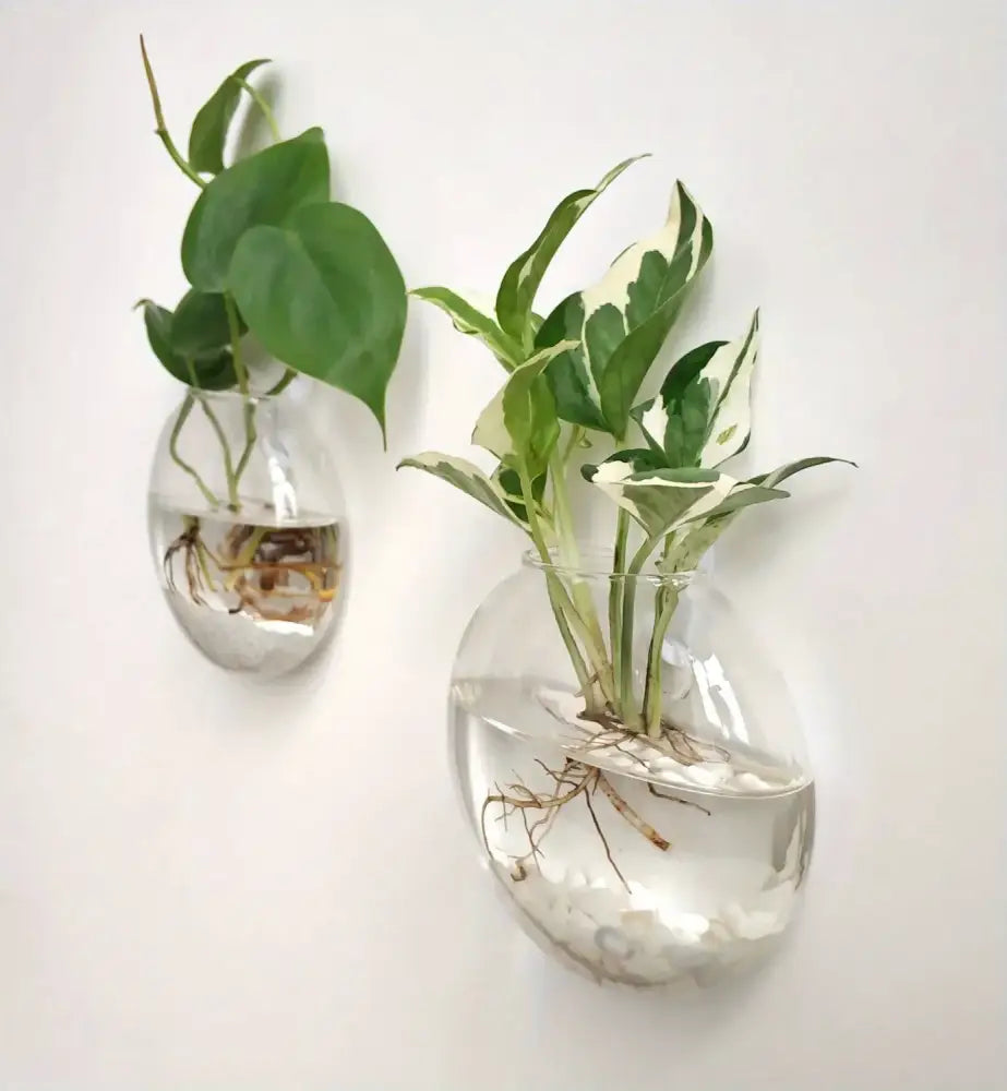 Modern spherical glass terrarium set – living room wall planters