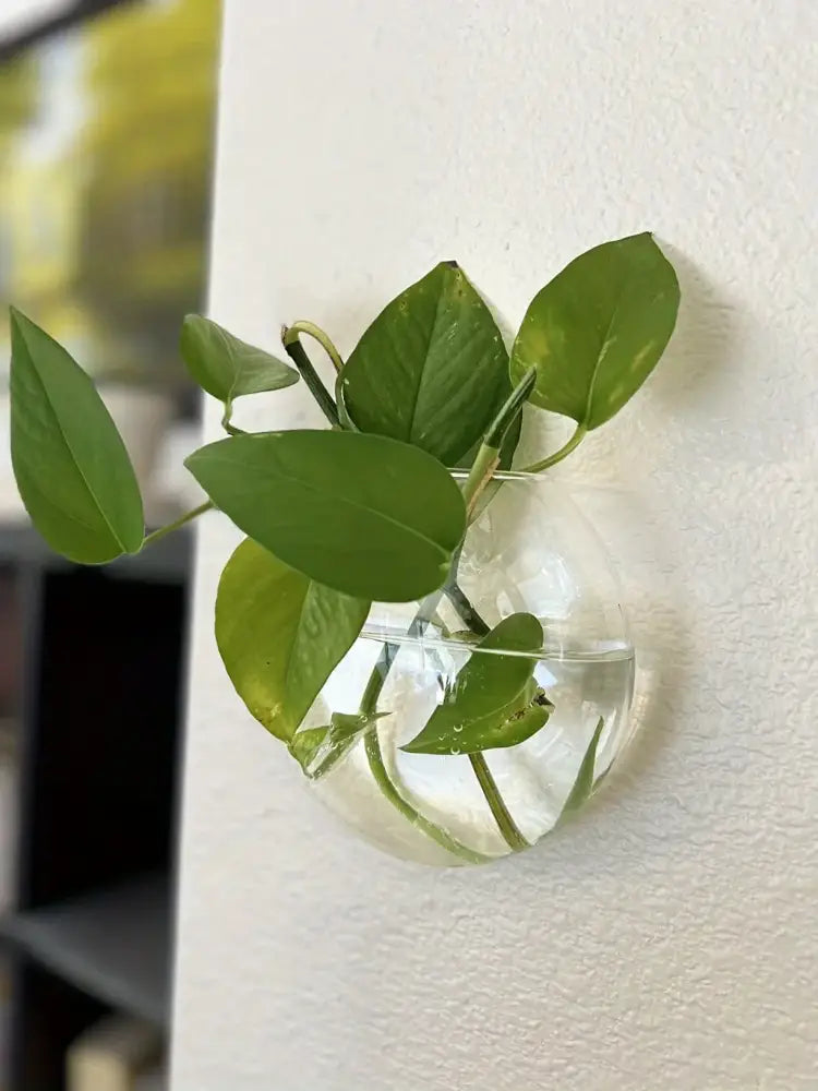 Modern spherical glass terrarium set – living room wall planters