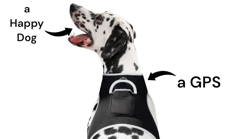 GSM GPS Animal Tracker Collar Attached Rechargeable Realtime Surveillance Gadget Size:XXL