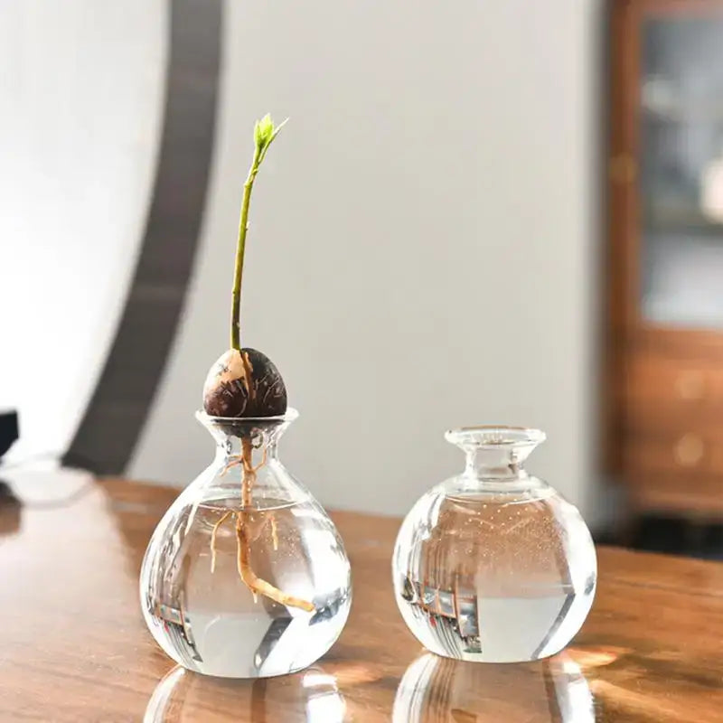 Clear glass avocado seed vase set of 4 kitchen hydroponic decor